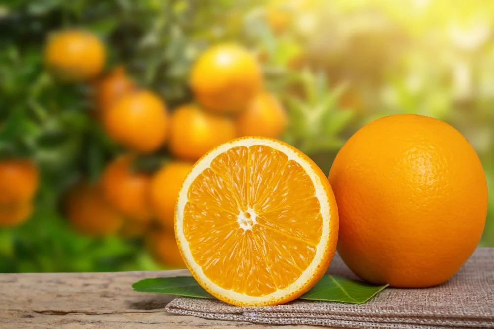 Laranja fresca, fruta usada no licor Delicor